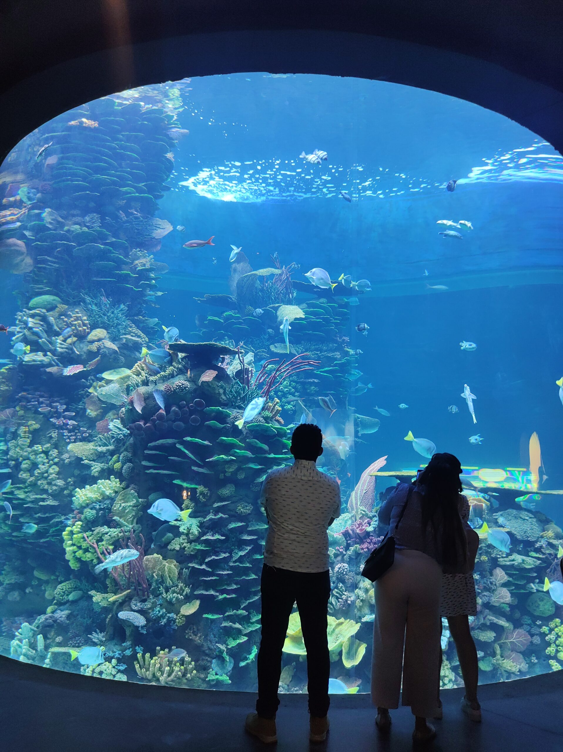 Peceras monumentales con gran cantidad de especies se aprecian en el nuevo acuario de Mazatlán/ Foto: Dania Loaeza.